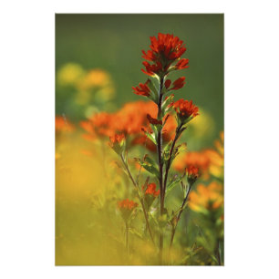 USA, Michigan, Drummond Island, Maxton Plains, Fotodruck