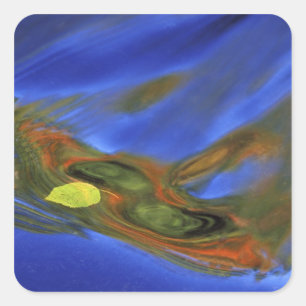 USA, Michigan, Obere Halbinsel, Birkenblätter in Quadratischer Aufkleber