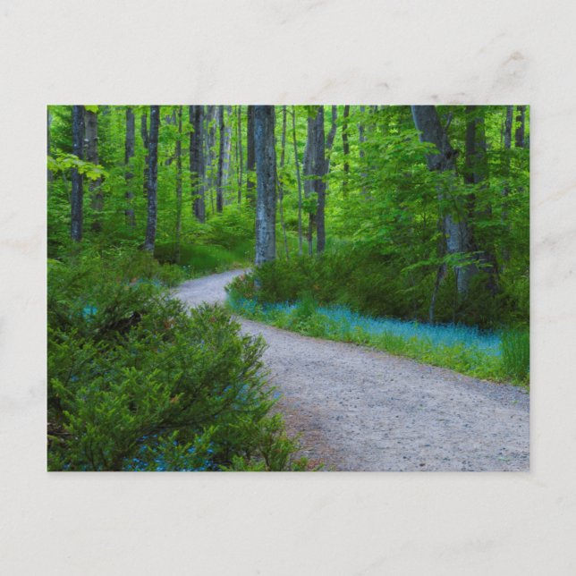 USA, Michigan. Pfad Thru der Wald Postkarte (Vorderseite)
