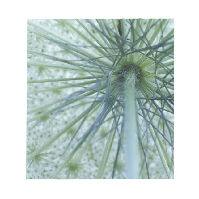 USA, Michigan. Queen-Anne's Lace aus Notizblock (Vorderseite)