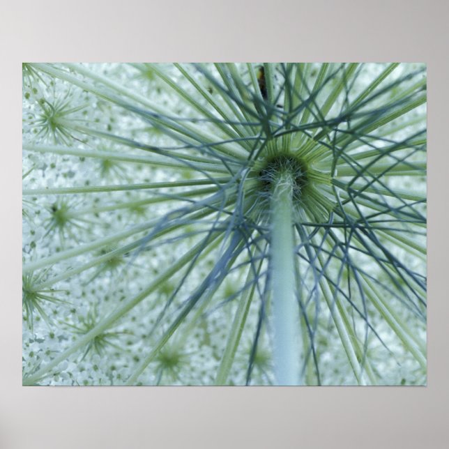 USA, Michigan. Queen-Anne's Lace aus Poster (Vorne)