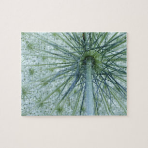 USA, Michigan. Queen-Anne's Lace aus Puzzle