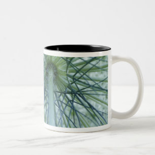 USA, Michigan. Queen-Anne's Lace aus Zweifarbige Tasse