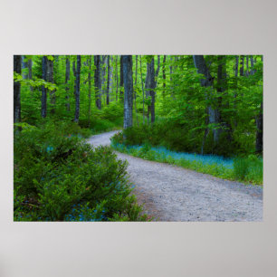 USA, Michigan. Weg Durch Den Wald Poster
