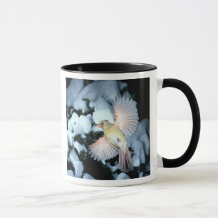 USA, Minnesota, Mendota Heights, Kardinal Tasse
