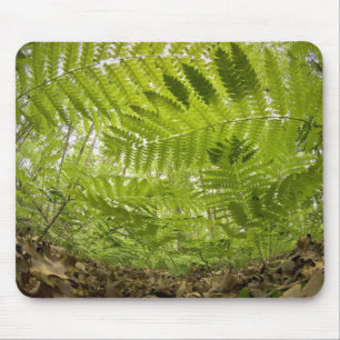 USA, Minnesota, Nordküste Lake Superior, Mousepad