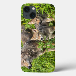 USA, Minnesota, Sandstein, Minnesota-wild lebende Case-Mate iPhone Hülle