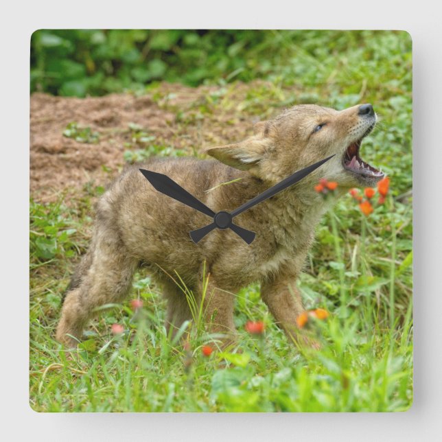 USA, Minnesota, Sandstein, Minnesota-wild lebende Quadratische Wanduhr (Vorderseite)