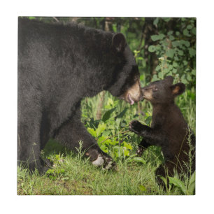 USA, Minnesota, Sandstone, Minnesota Wildlife 13 Fliese