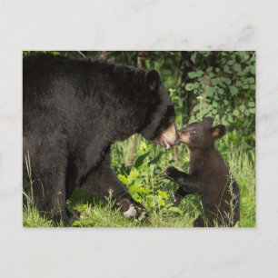 USA, Minnesota, Sandstone, Minnesota Wildlife 13 Postkarte