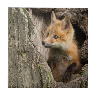 USA, Minnesota, Sandstone, Minnesota Wildlife 14 Fliese