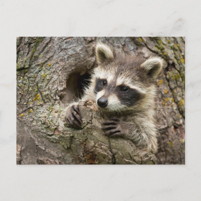 USA, Minnesota, Sandstone, Minnesota Wildlife 16 Postkarte (Vorderseite)