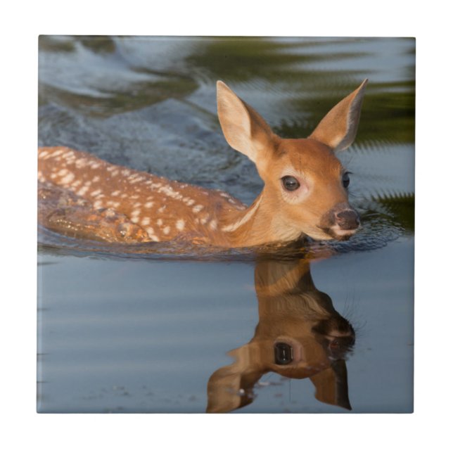 USA, Minnesota, Sandstone, Minnesota Wildlife 19 Fliese (Vorderseite)