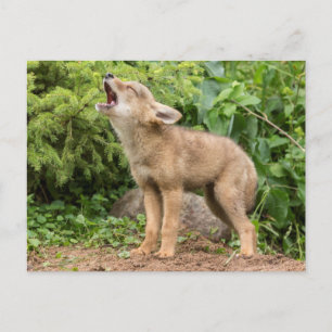 USA, Minnesota, Sandstone, Minnesota Wildlife 2 Postkarte