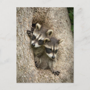 USA, Minnesota, Sandstone, Minnesota Wildlife 7 Postkarte