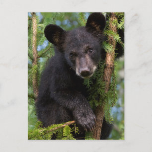 USA, Minnesota, Sandstone, Minnesota Wildlife 8 Postkarte