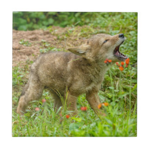 USA, Minnesota, Sandstone, Minnesota Wildlife Fliese