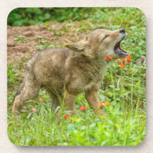 USA, Minnesota, Sandstone, Minnesota Wildlife Getränkeuntersetzer