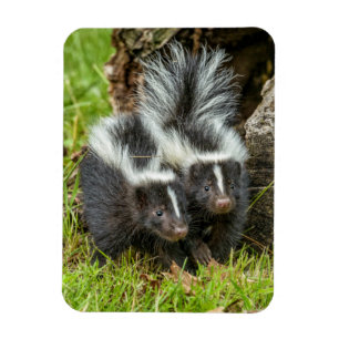 USA, Minnesota, Sandstone, Minnesota Wildlife Magnet