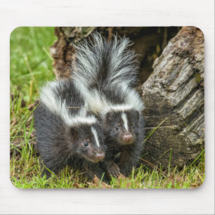 USA, Minnesota, Sandstone, Minnesota Wildlife Mousepad