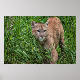 USA, Minnesota, Sandstone, Minnesota-Wildlife Poster