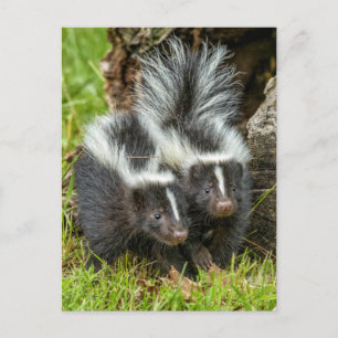 USA, Minnesota, Sandstone, Minnesota Wildlife Postkarte