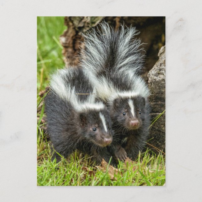 USA, Minnesota, Sandstone, Minnesota Wildlife Postkarte (Vorderseite)