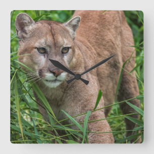 USA, Minnesota, Sandstone, Minnesota Wildlife Quadratische Wanduhr