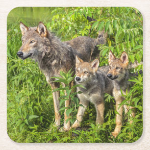 USA, Minnesota, Sandstone, Minnesota-Wildlife Rechteckiger Pappuntersetzer