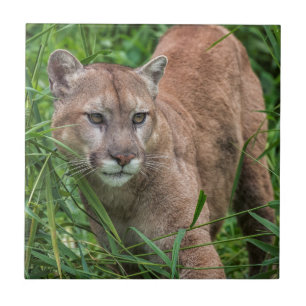 USA, Minnesota, Sandstone, Minnesota-Wildtiere Fliese