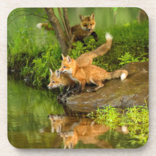 USA, Minnesota, Sandstone, Minnesota-Wildtiere Getränkeuntersetzer