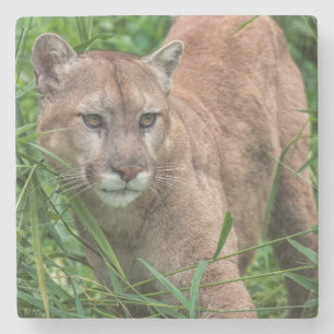 USA, Minnesota, Sandstone, Minnesota-Wildtiere Steinuntersetzer