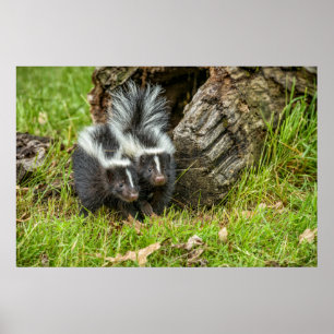USA, Minnesota, Sandstone, Minnesotas Wildtiere Poster