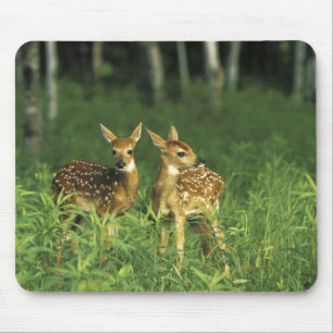 USA, Minnesota. Weißschwanz 2 Mousepad