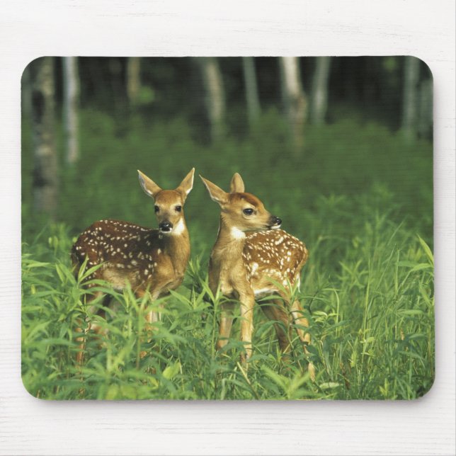 USA, Minnesota. Weißschwanz 2 Mousepad (Vorne)