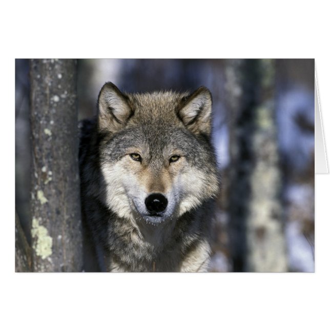 USA, Minnesota. Wolf Canis (Vorderseite (Horizontal))