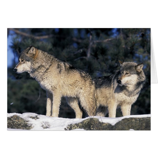 USA, Minnesota. Wolf Canis 2 (Vorderseite (Horizontal))