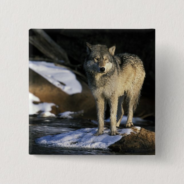 USA, Minnesota. Wolf (Canis Button (Vorderseite)