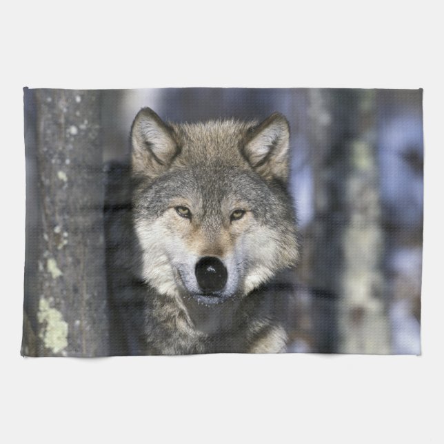USA, Minnesota. Wolf Canis Handtuch (Horizontal)