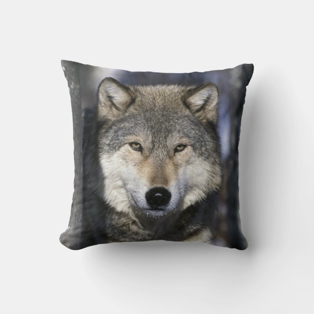 USA, Minnesota. Wolf Canis Kissen (Vorderseite)