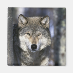 USA, Minnesota. Wolf Canis Magnet