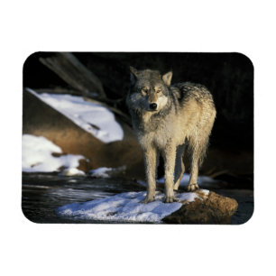 USA, Minnesota. Wolf (Canis Magnet