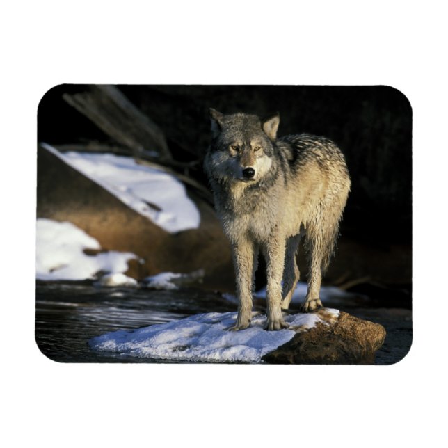 USA, Minnesota. Wolf (Canis Magnet (Horizontal)