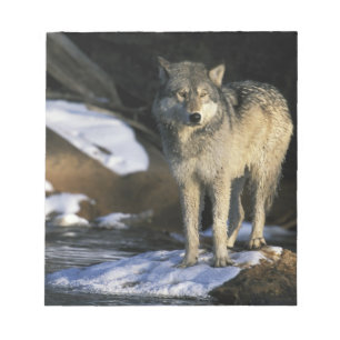 USA, Minnesota. Wolf (Canis Notizblock