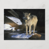 USA, Minnesota. Wolf (Canis