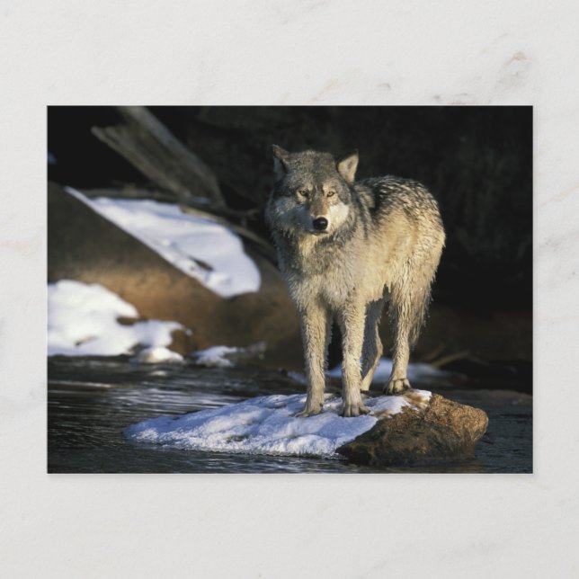 USA, Minnesota. Wolf (Canis Postkarte (Vorderseite)