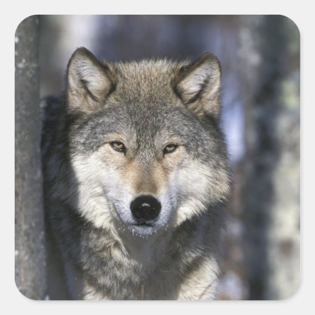 USA, Minnesota. Wolf Canis Quadratischer Aufkleber (Vorderseite)