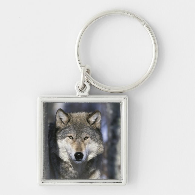 USA, Minnesota. Wolf Canis Schlüsselanhänger (Vorne)