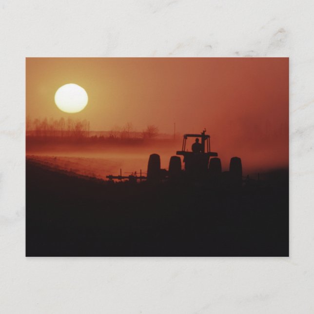 USA, Mississippi, Baumwollfeld Postkarte (Vorderseite)