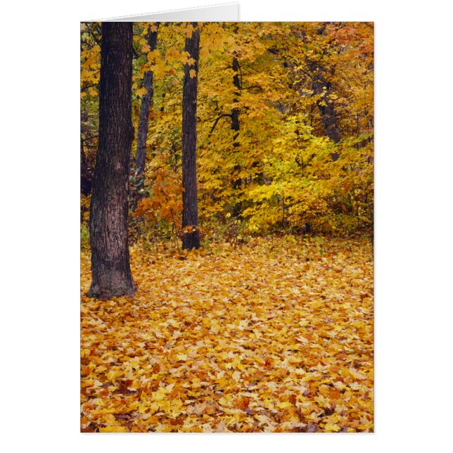 USA, Missouri, Boone Landkreis, Ahornwald in (Vorne)
